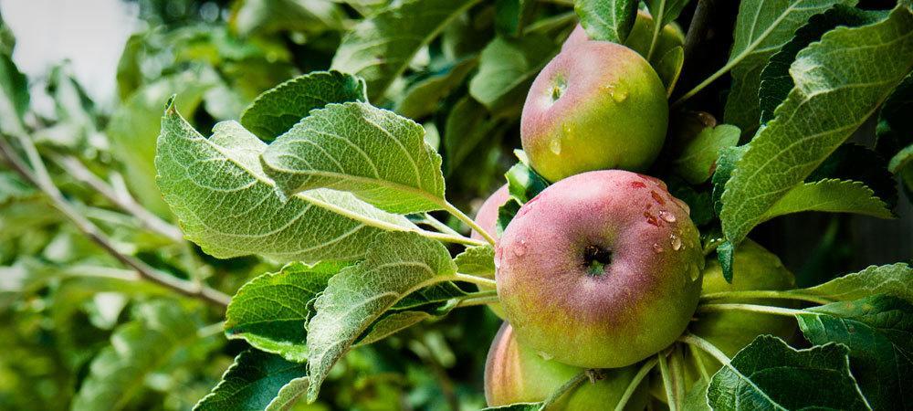 Applewood Inn Ґернвілл Екстер'єр фото